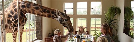 Nairobi Full Day Tour David Sheldrick Giraffe Centre Karen Blixen