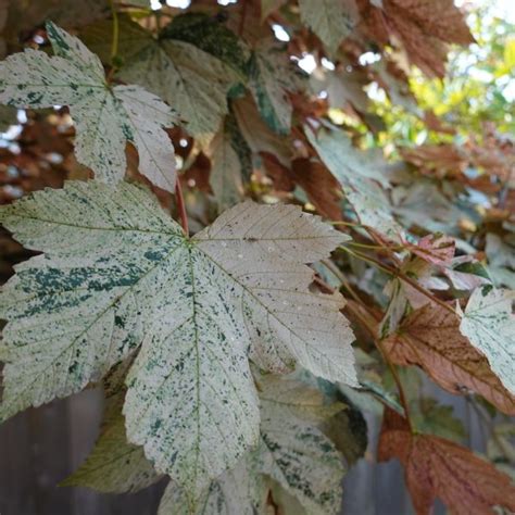 Eskimo Sunset Sycamore Maple Vibrant Foliage With Stunning Sunset