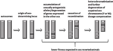 Schematic Depiction Of The Evolution Of Sex Chromosomes From Ancestral