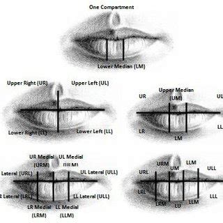 PDF 78 Lip Prints An Emerging Tool For Personal Identification