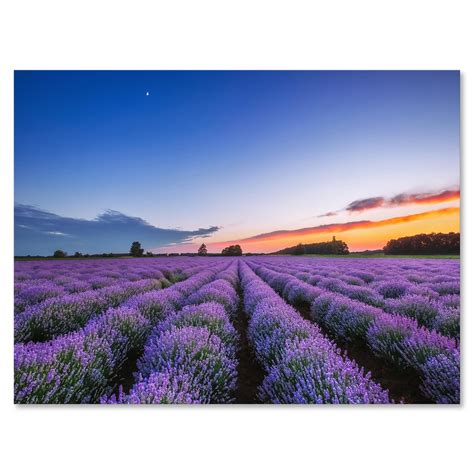 Designart Dramatic Clouds And Sunrise Over Lavender Field I