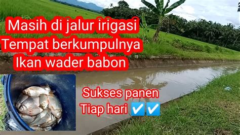 No Debat Purworejo Gudangnya Ikan Sungai Strike Bertubi Tubi Ikan