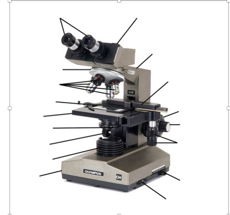 Lab Practical 1 Diagram Quizlet