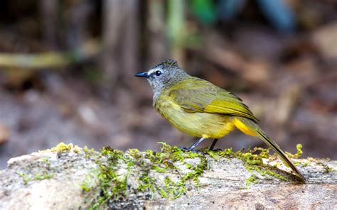 Mountain Bulbul