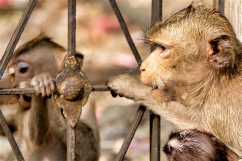 Macaco Come Cangrejos Macaca Fascicularis En Un Entorno Urbano