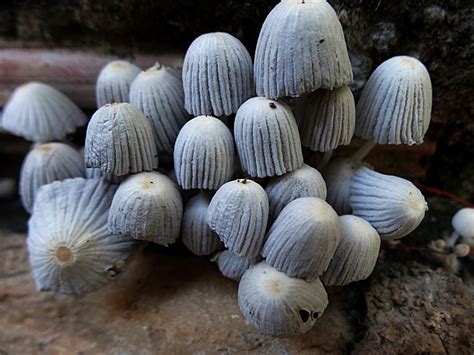 Sombrillitas Guia de macro hongos más comunes de la zona protectora el