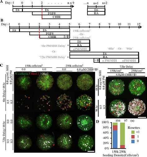 Figures And Data In Engineering Induction Of Singular Neural Rosette