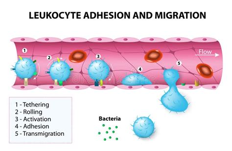 Leukocyte Adhesion And Migration Stock Image Image 64617293