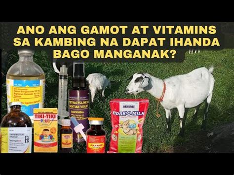 Ano Ang Gamot At Vitamins Sa Kambing Na Dapat Ihanda Bago Manganak