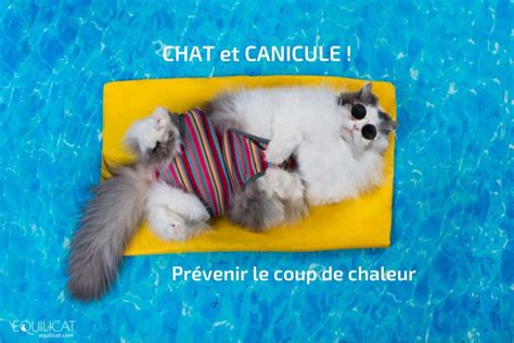 Chat Et Canicule Comment Rafraichir Et Prot Ger Son Chat