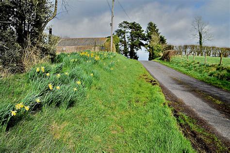 Daffodils Lying Along Lower Radergan Kenneth Allen Cc By Sa