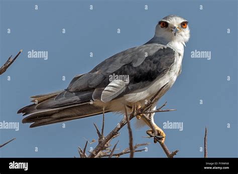 Black Shouldered Kite Aka Black Winged Kite Elanus Caeruleus Etosha