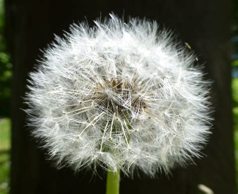 Pusteblume L Wenzahn Samen Kostenloses Foto Auf Pixabay Pixabay