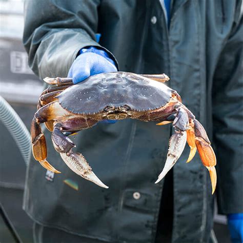 Dungeness Crab | Oak Bay Seafood