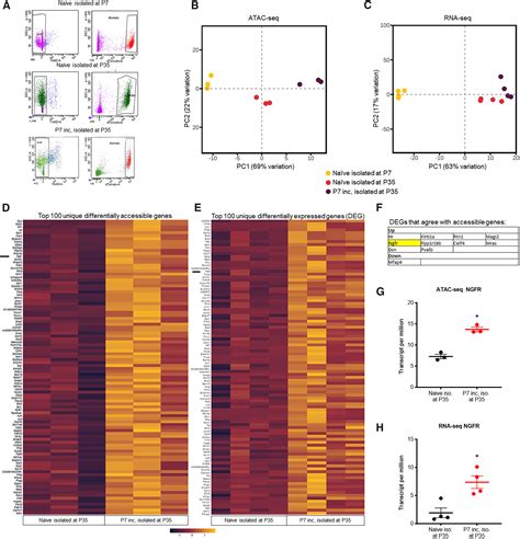 Macrophage Memories Of Early Life Injury Drive Neonatal Nociceptive