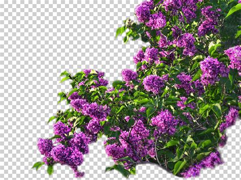 Flor Lila Violeta Hortensia P Rpura Azul Violeta Png Klipartz