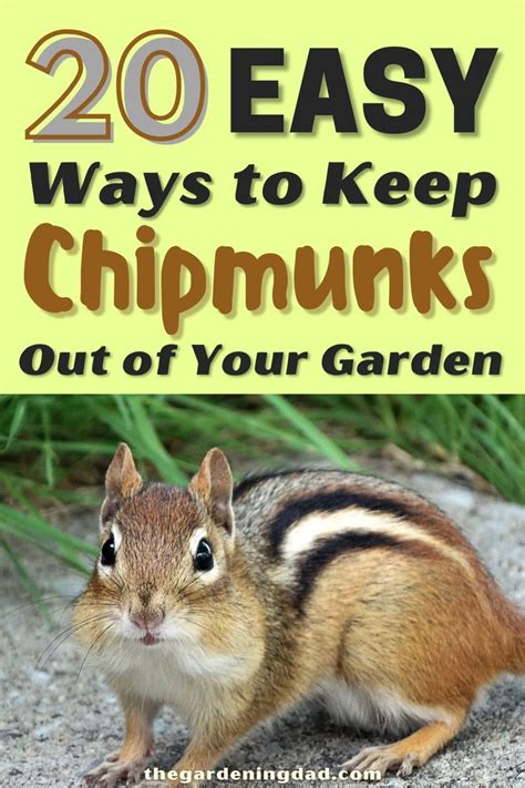 How To Keep Chipmunks Out Of Your Garden Easy Tips Garden Care