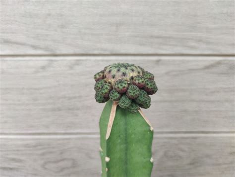 Grafted Cactus: The Ultimate Guide - CactusWay