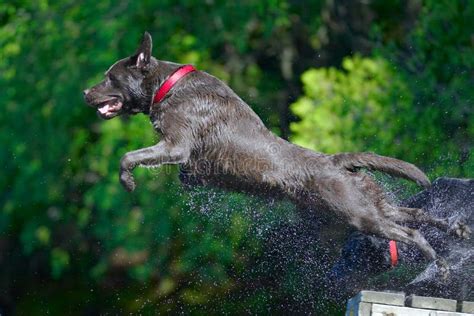 Chocolate Labrador Retriever In Action 2 Stock Image Image Of Elegant