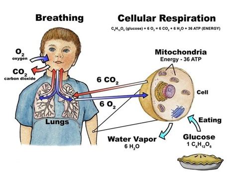 Revision Notes For Science Chapter Respiration In Organisms Class