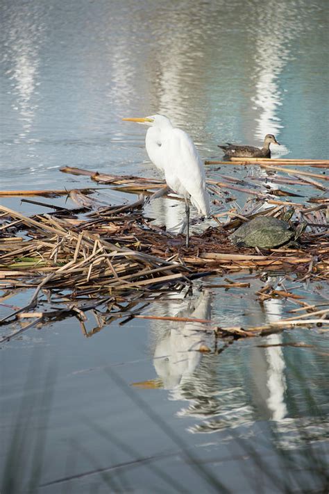 Butler Pond Wildlife Photograph by JG Thompson - Fine Art America