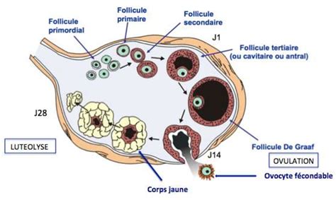 Figure 1 From Apport Des Antagonistes De La GnRH Dans Un Cycle De