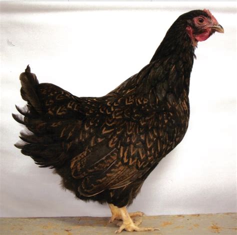 Barnevelder Dark Brown Egg Laying Chicks For Sale Cackle Hatchery