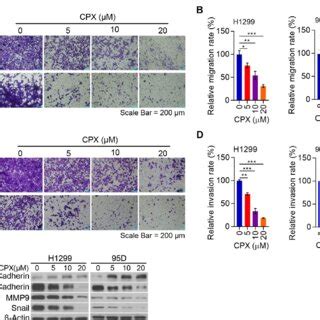 Mechanisms Of Nsclc Cell Proliferation Migration And Invasion