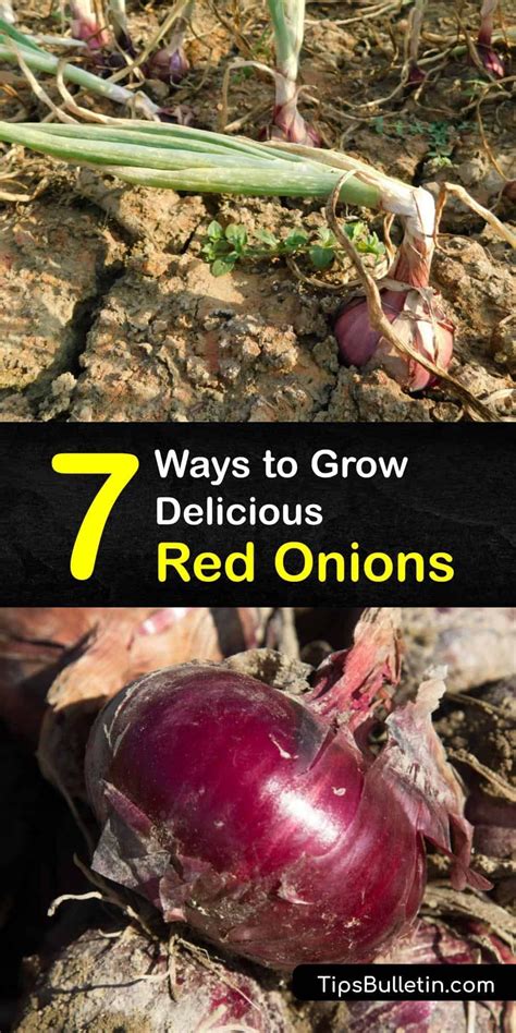 Ways To Grow Delicious Red Onions For A Flavorful Harvest