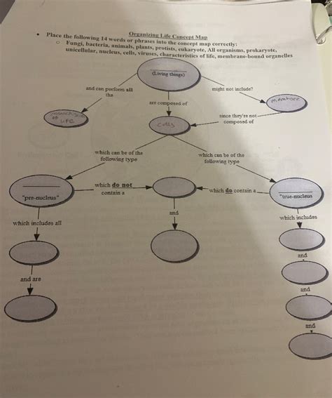 Bacteria Concept Map Answers Gretna Hildegaard