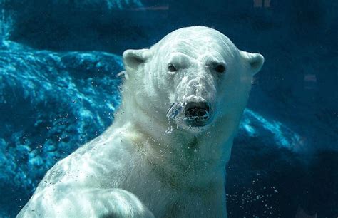 Donde Vive El Oso Polar Felices Vacaciones