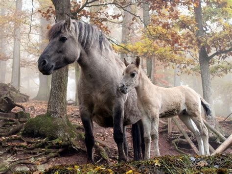 Clydesdale Horses Wallpaper - WallpaperSafari