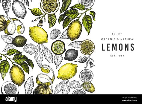 Lemon Tree Design Template Hand Drawn Vector Fruit Illustration Engraved Style Banner Retro