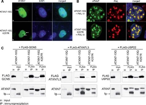 SUMOylation Does Not Influence The Subcellular Localization Of ATXN7