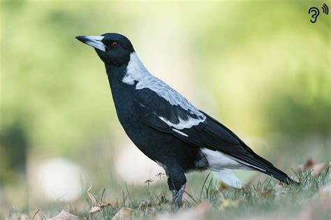 7 bird calls you might hear in South Australia - Good Living