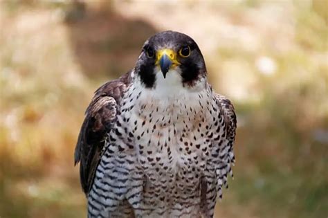 Falcons In Arizona 5 Species With Pictures Bird Feeder Hub