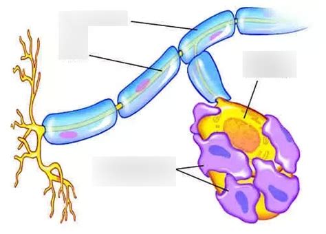 Neuroglial Cell Diagram Quizlet