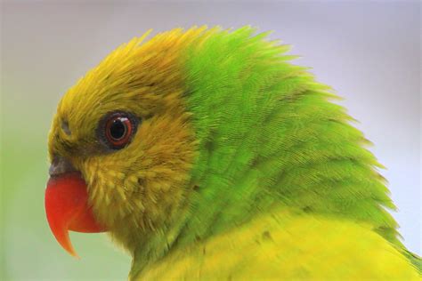 Rainbow Lorikeet (Olive-Headed) - Nashville Zoo | The Lorike… | Flickr