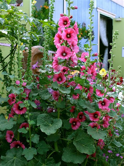 Alcea Rosea Hollyhock World Of Flowering Plants