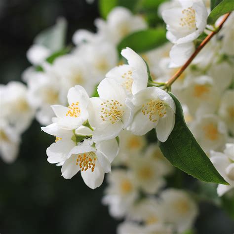 Cuidados y características del Jazmín Flores Castillón