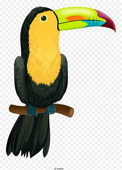 Oiseau Perroquet Le Toucan Oiseau PNG Oiseau Perroquet Le Toucan