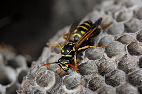 Paper Wasp Facts And Information