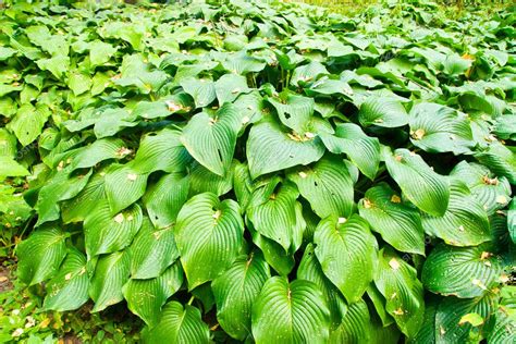 pictures big leaf plant plants  big leaves stock photo