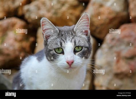 Domestic Cat House Cat Felis Silvestris F Catus Portrait Of A Grey