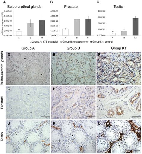 Effect Of Sex Steroid Hormones On Rgn Expression In The Accessory Sex