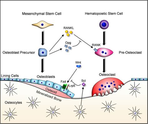 Schematic Presentation Of The Cell Types Involved In Bo Open I