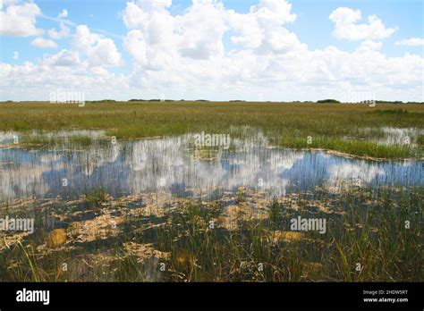 Swamp Everglades National Park Swamps Everglades National Parks