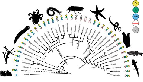 Complex Metazoan Phylogenetic Tree