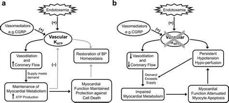 Schematic Of The Proposed Protective Mechanism Of The Vascular Katp