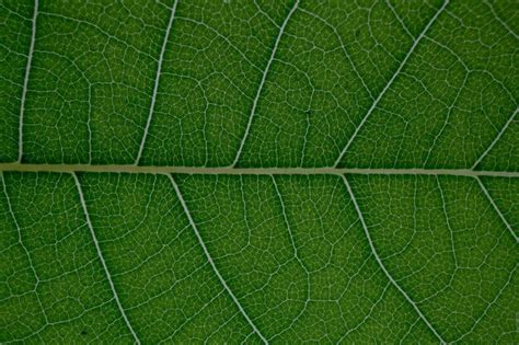 Macro de venas texturizadas y líneas de patrón de hojas verdes de